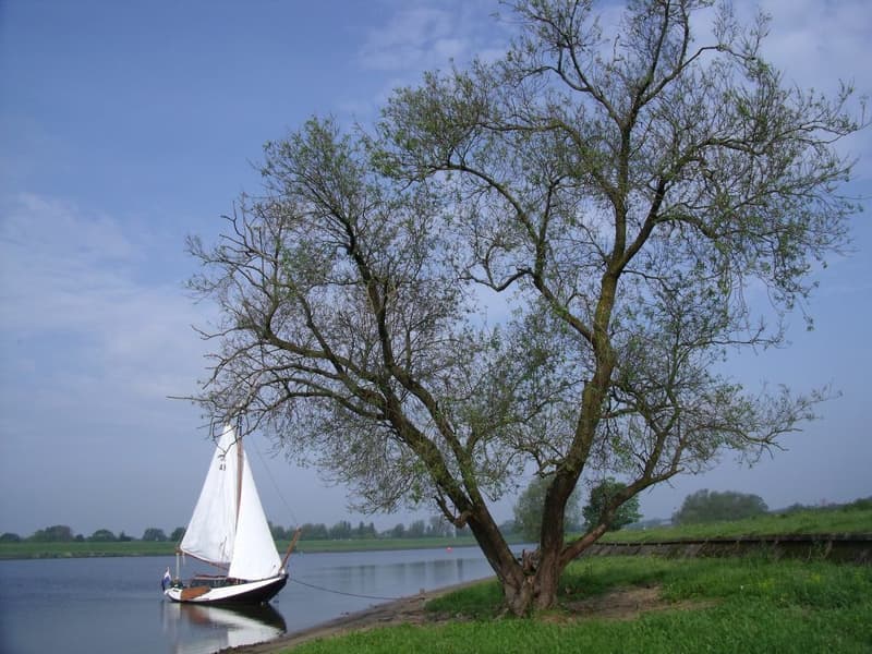 Hoogaars 8.70 foto 4